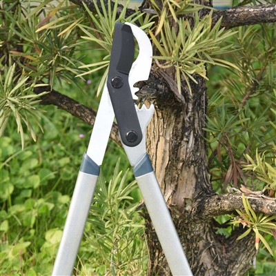 Het beste gereedschap voor het snoeien van takken is een bypass-takkenschaar