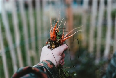 De kunst van het wieden onder de knie krijgen: een gids voor het gebruik van ...